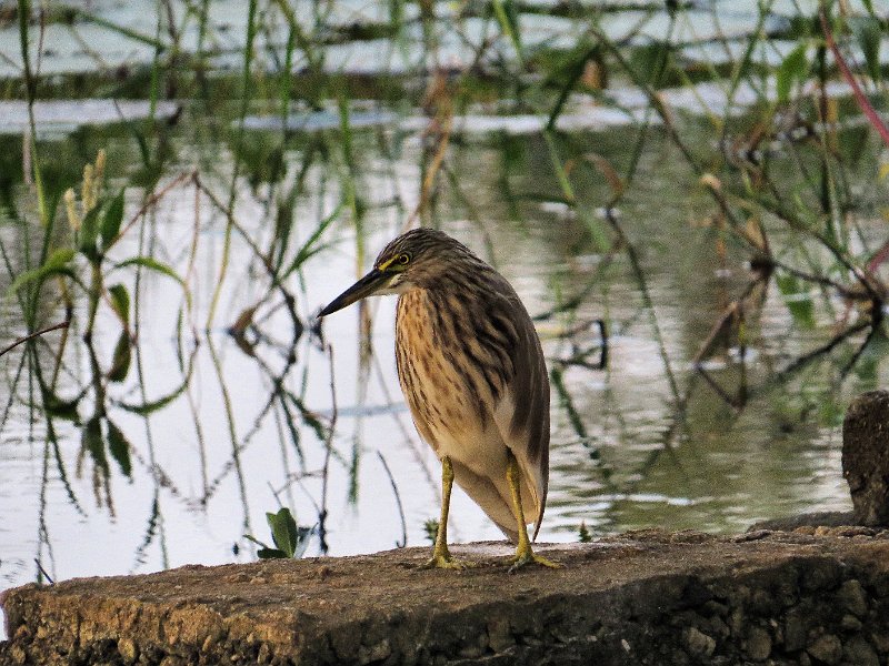 C (2 Indian Pond Heron).JPG